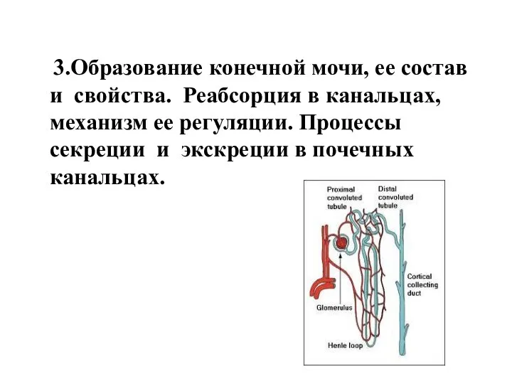 3.Образование конечной мочи, ее состав и свойства. Реабсорция в канальцах, механизм