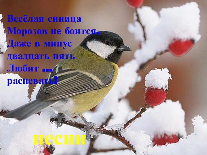 Весёлая синица Морозов не боится. Даже в минус двадцать пять Любит … распевать! песни