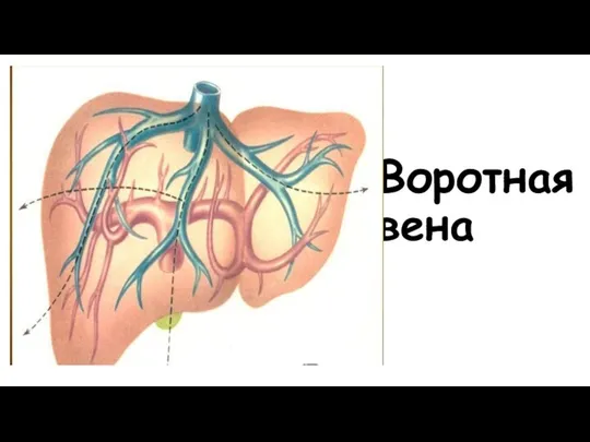 Воротная вена