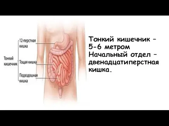 Тонкий кишечник – 5-6 метром Начальный отдел – двенадцатиперстная кишка.