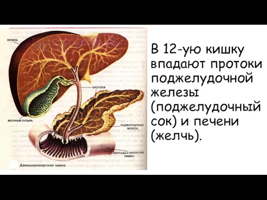 В 12-ую кишку впадают протоки поджелудочной железы (поджелудочный сок) и печени (желчь).