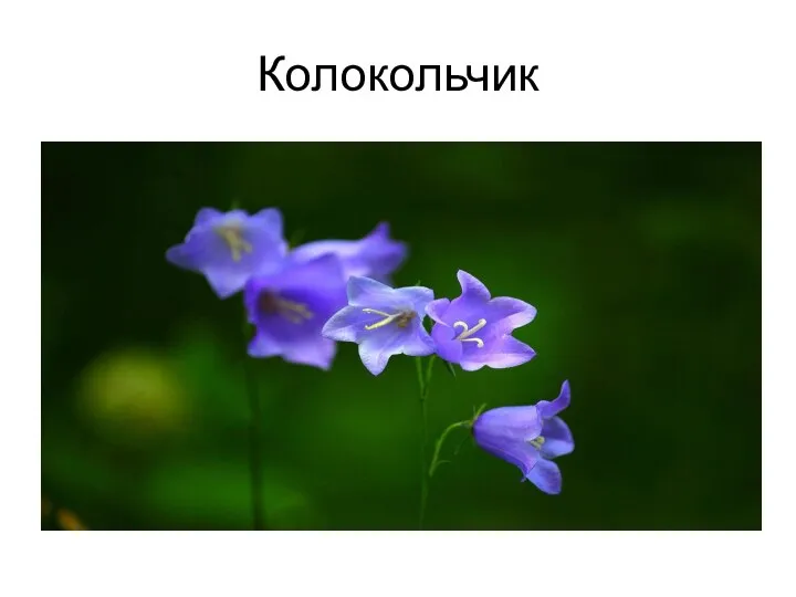 Колокольчик