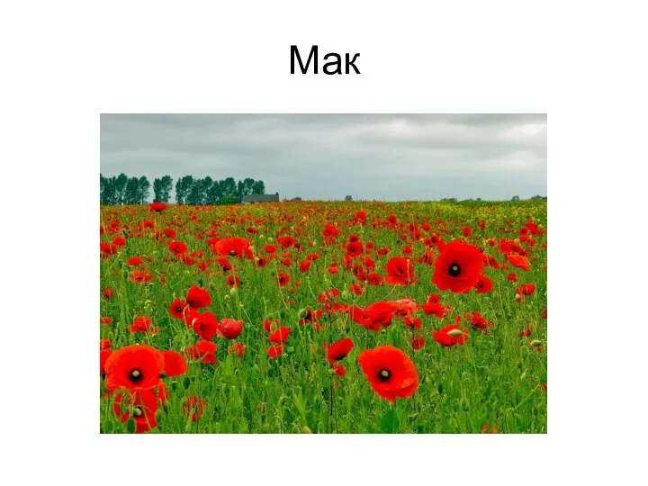 Мак