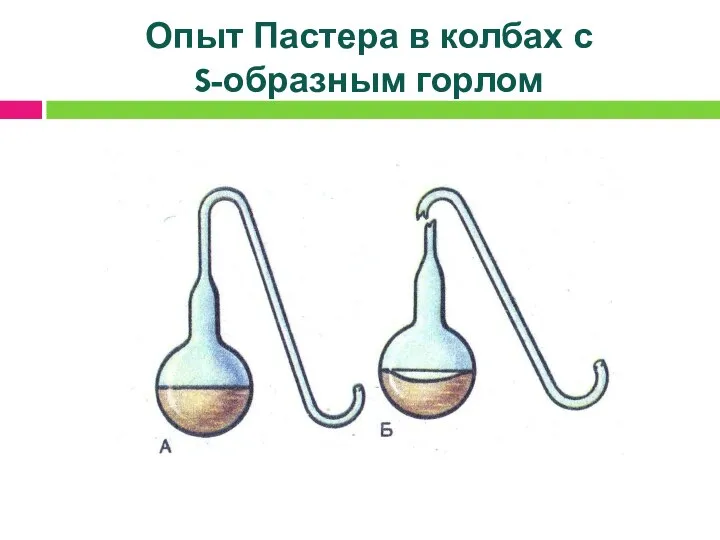 Опыт Пастера в колбах с S-образным горлом