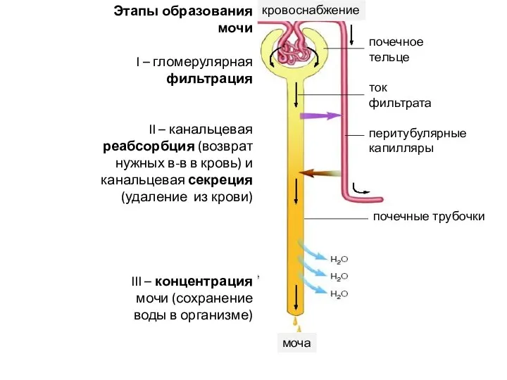 почечные трубочки почечное тельце ток фильтрата перитубулярные капилляры Этапы образования мочи