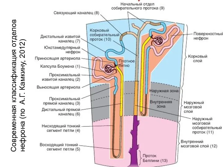 Современная классификация отделов нефрона (по А.Г. Камкину, 2012)