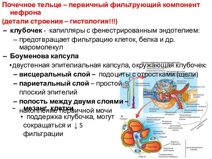 Почечное тельце – первичный фильтрующий компонент нефрона (детали строения – гистология!!!)