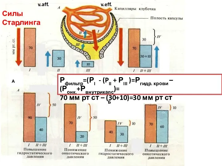 v.aff. v.eff. Б А Рфильтр=(РI - (PII + РIII )=Ргидр. крови