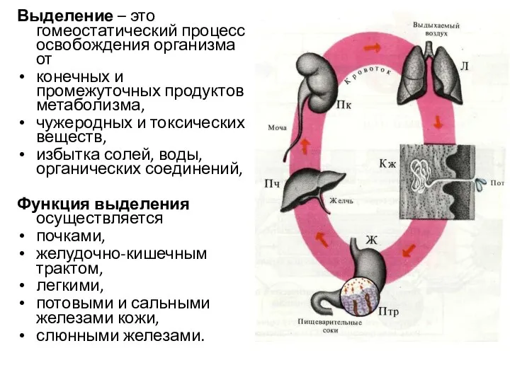 Выделение – это гомеостатический процесс освобождения организма от конечных и промежуточных