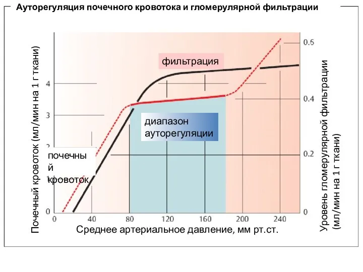 Ауторегуляция почечного кровотока и гломерулярной фильтрации Почечный кровоток (мл/мин на 1