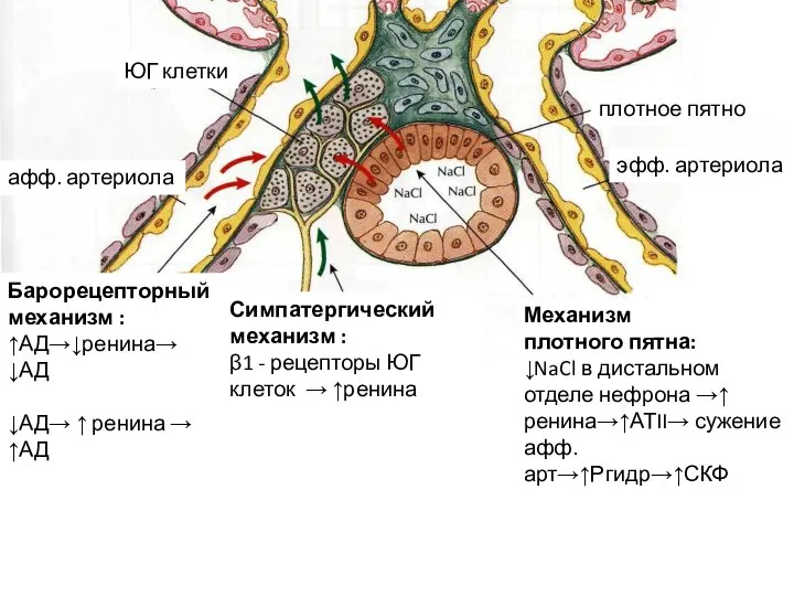 Барорецепторный механизм : ↑АД→↓ренина→ ↓АД ↓АД→ ↑ ренина → ↑АД Симпатергический