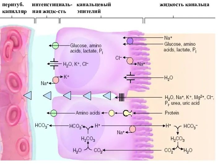 перитуб. интенстициаль- канальцевый жидкость канальца капилляр ная жидк-сть эпителий