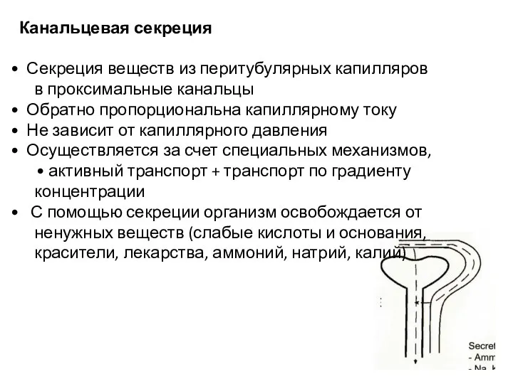 Канальцевая секреция Секреция веществ из перитубулярных капилляров в проксимальные канальцы Обратно