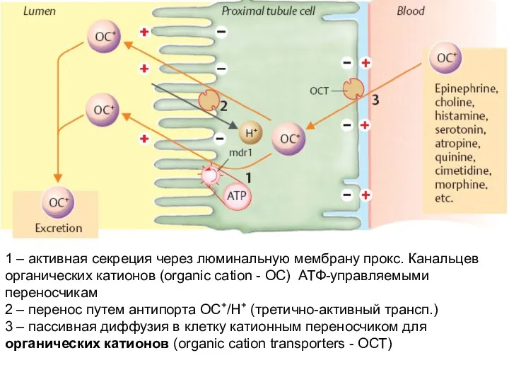 1 – активная секреция через люминальную мембрану прокс. Канальцев органических катионов