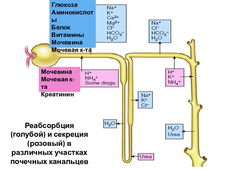 Глюкоза Аминокислоты Белок Витамины Мочевина Мочевая к-та Мочевина Мочевая к-та Креатинин