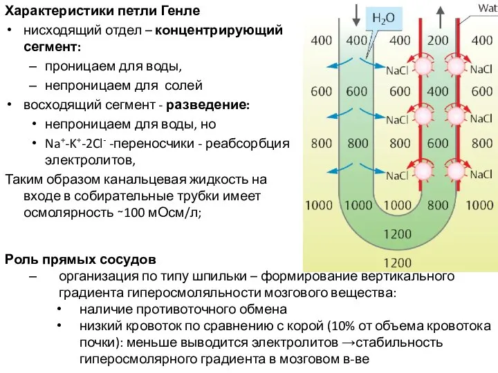 Характеристики петли Генле нисходящий отдел – концентрирующий сегмент: проницаем для воды,