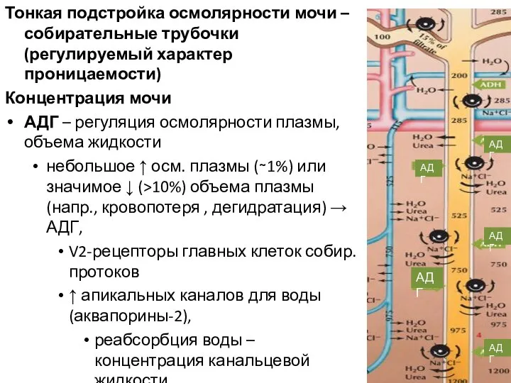 Тонкая подстройка осмолярности мочи – собирательные трубочки (регулируемый характер проницаемости) Концентрация