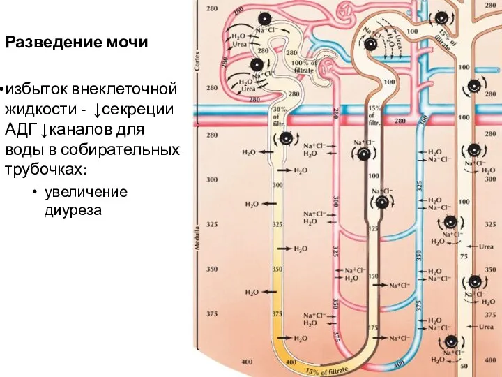 Разведение мочи избыток внеклеточной жидкости - ↓секреции АДГ ↓каналов для воды в собирательных трубочках: увеличение диуреза