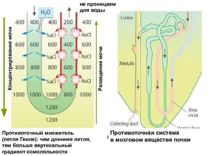 Противоточный множитель (петля Генле): чем длиннее петля, тем больше вертикальный градиент