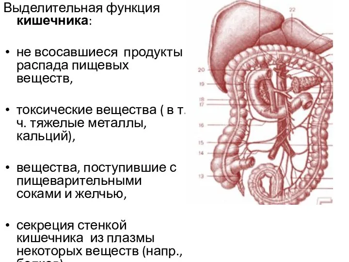 Выделительная функция кишечника: не всосавшиеся продукты распада пищевых веществ, токсические вещества