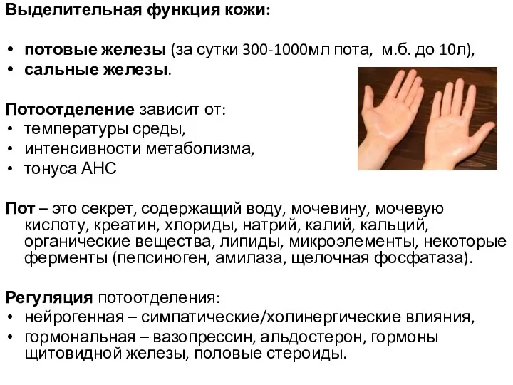 Выделительная функция кожи: потовые железы (за сутки 300-1000мл пота, м.б. до