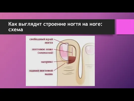 Как выглядит строение ногтя на ноге: схема