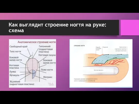 Как выглядит строение ногтя на руке: схема