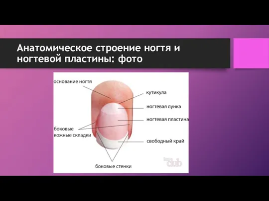 Анатомическое строение ногтя и ногтевой пластины: фото