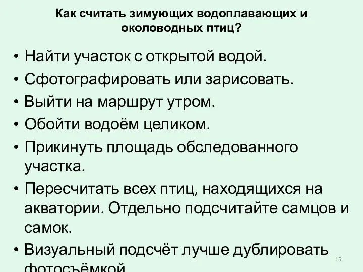 Как считать зимующих водоплавающих и околоводных птиц? Найти участок с открытой