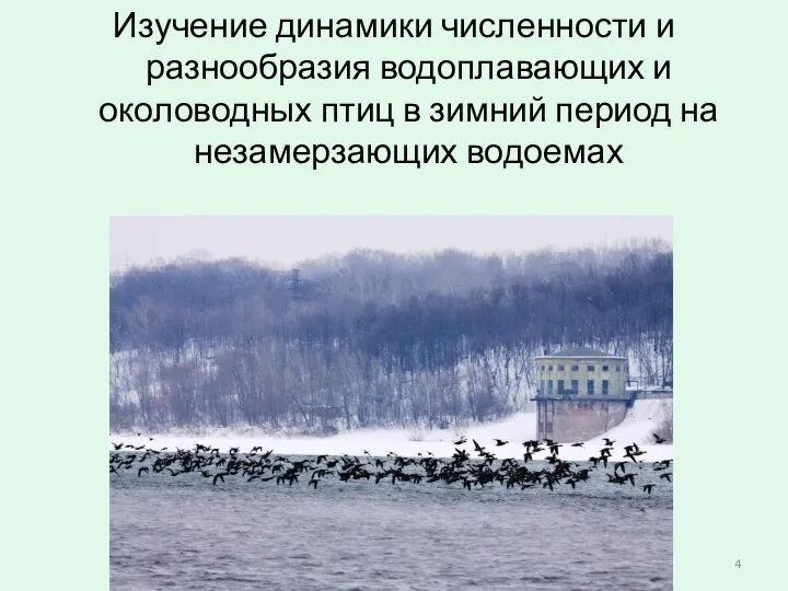 Изучение динамики численности и разнообразия водоплавающих и околоводных птиц в зимний период на незамерзающих водоемах