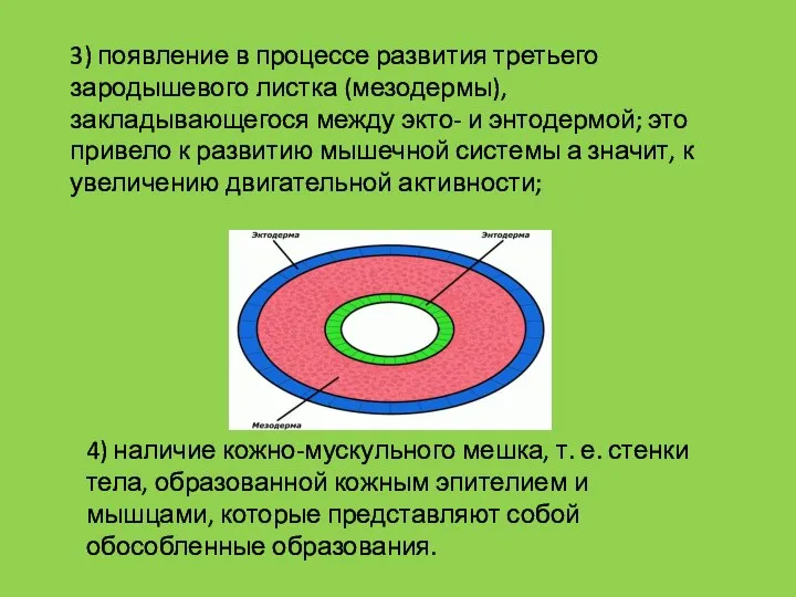 3) появление в процессе развития третьего зародышевого листка (мезодермы), закладывающегося между