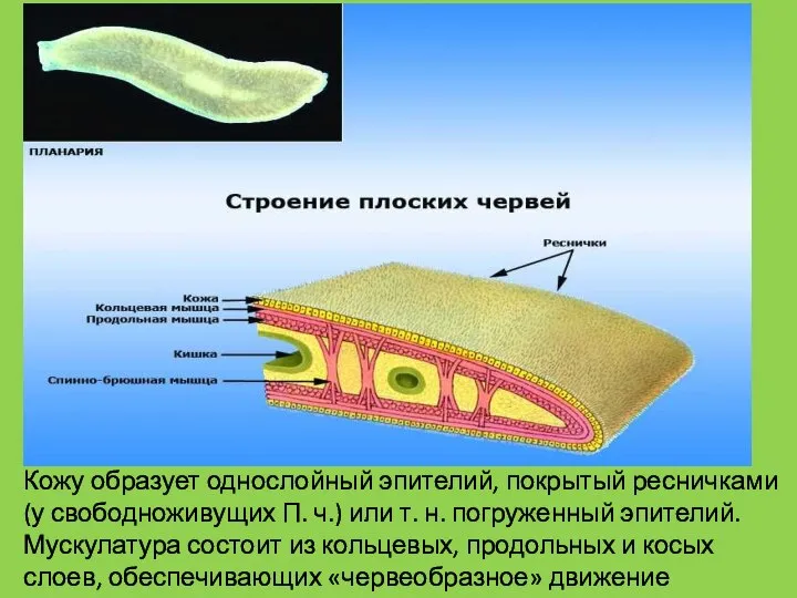 Кожу образует однослойный эпителий, покрытый ресничками (у свободноживущих П. ч.) или