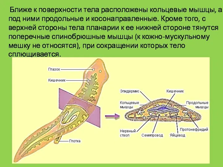 Ближе к поверхности тела расположены кольцевые мышцы, а под ними продольные