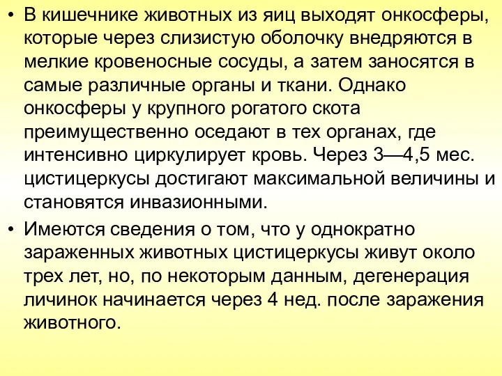 В кишечнике животных из яиц выходят онкосферы, которые через слизистую оболочку