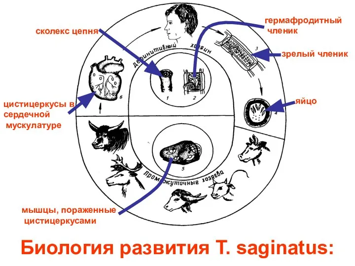 Биология развития Т. saginatus: сколекс цепня гермафродитный членик зрелый членик яйцо