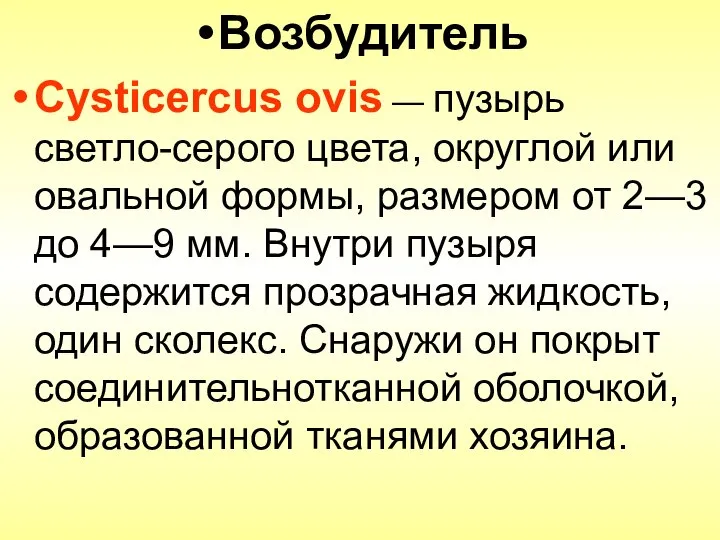 Возбудитель Cysticercus ovis — пузырь светло-серого цвета, округлой или овальной формы,