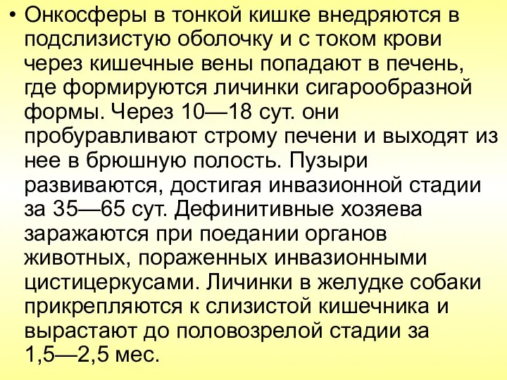 Онкосферы в тонкой кишке внедряются в подслизистую оболочку и с током