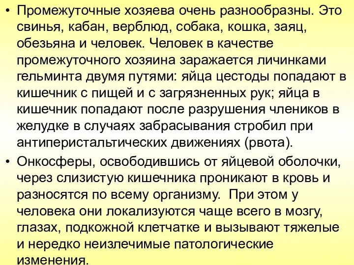 Промежуточные хозяева очень разнообразны. Это свинья, кабан, верблюд, собака, кошка, заяц,