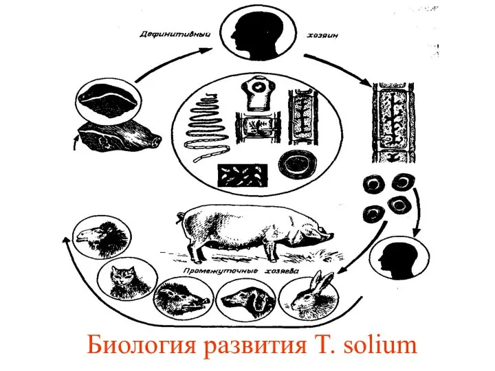 Биология развития T. solium
