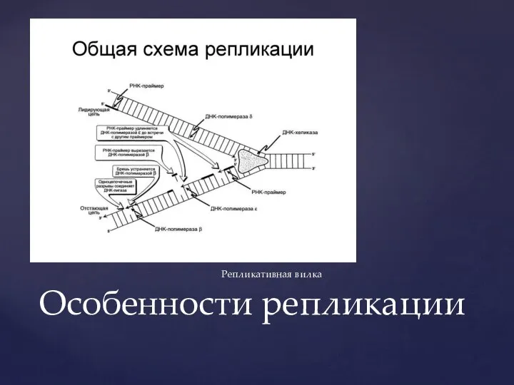 Особенности репликации Репликативная вилка