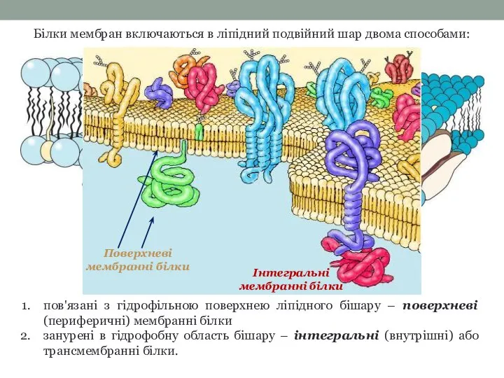 Білки мембран включаються в ліпідний подвійний шар двома способами: пов'язані з