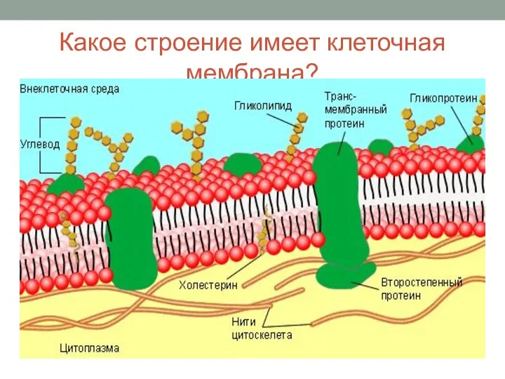 Какое строение имеет клеточная мембрана?