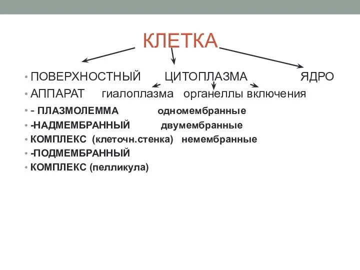 КЛЕТКА ПОВЕРХНОСТНЫЙ ЦИТОПЛАЗМА ЯДРО АППАРАТ гиалоплазма органеллы включения - ПЛАЗМОЛЕММА одномембранные