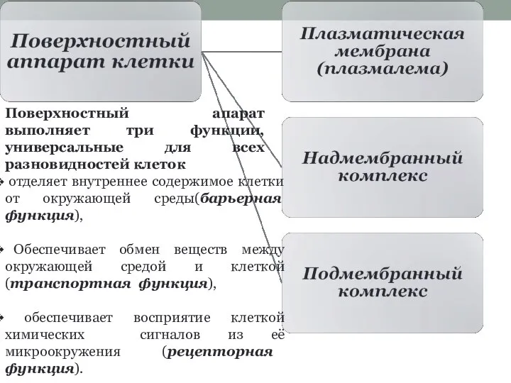 отделяет внутреннее содержимое клетки от окружающей среды(барьерная функция), Обеспечивает обмен веществ