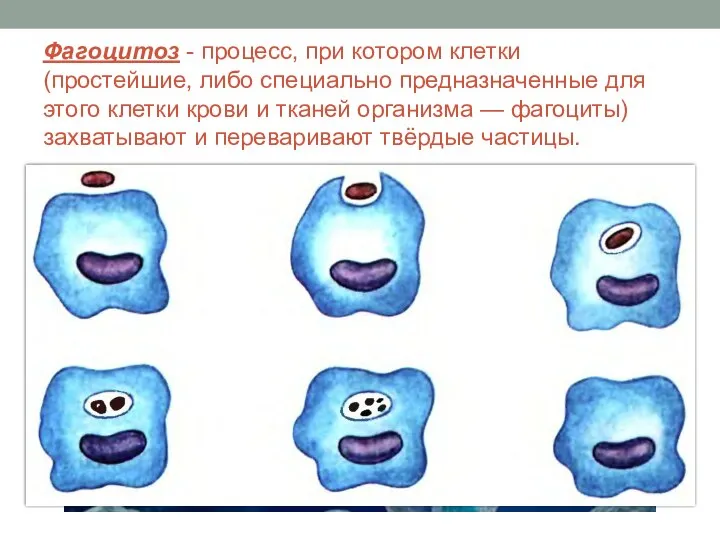 Фагоцитоз - процесс, при котором клетки (простейшие, либо специально предназначенные для