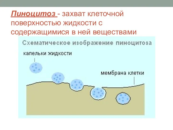 Пиноцитоз - захват клеточной поверхностью жидкости с содержащимися в ней веществами