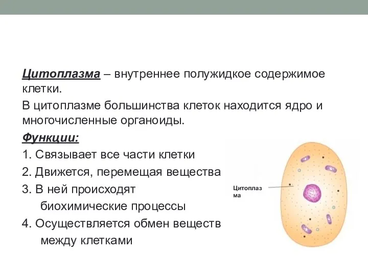 Цитоплазма – внутреннее полужидкое содержимое клетки. В цитоплазме большинства клеток находится