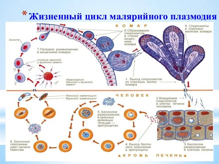 Жизненный цикл малярийного плазмодия