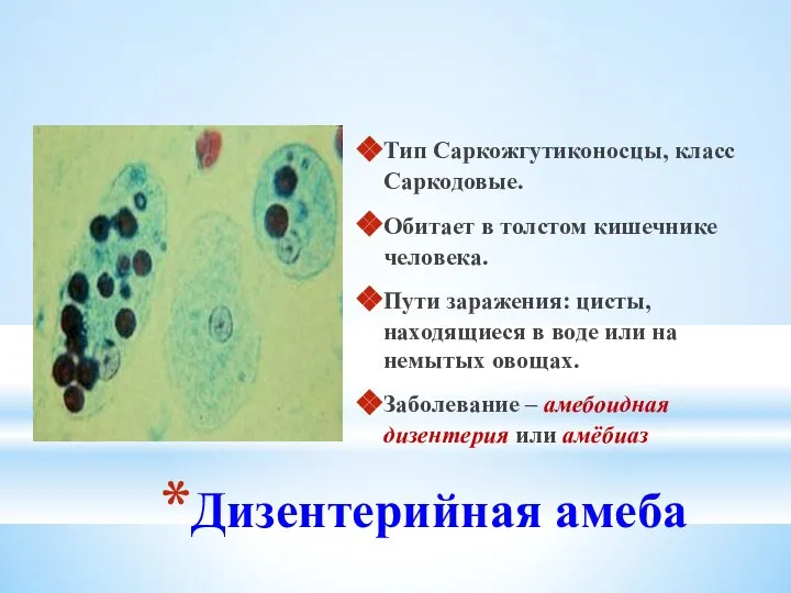 Дизентерийная амеба Тип Саркожгутиконосцы, класс Саркодовые. Обитает в толстом кишечнике человека.