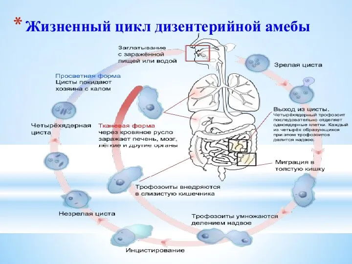 Жизненный цикл дизентерийной амебы